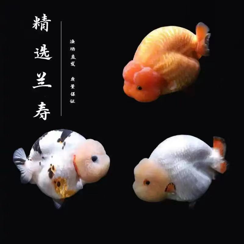 观赏鱼精品兰寿元宝狮玛丽冷水鱼耐活好养(无开箱视频无售后金鱼)