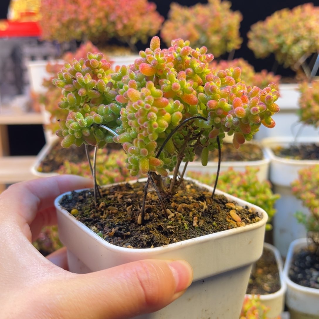 枝干 枝干 枝干 枝干