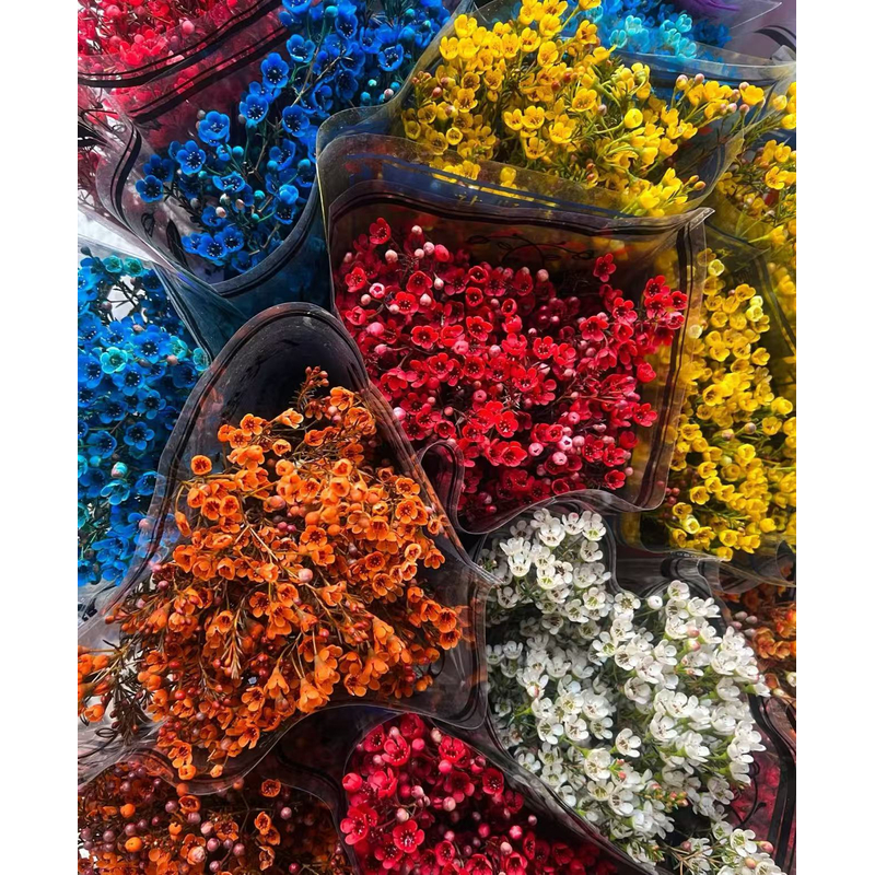 【源头优选老六】云南腊梅年宵花/元旦预热 任意两单花材升级快递