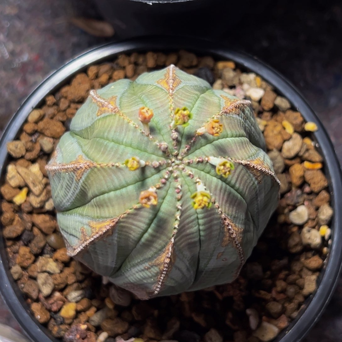 m性价比超高螺旋箭头金色