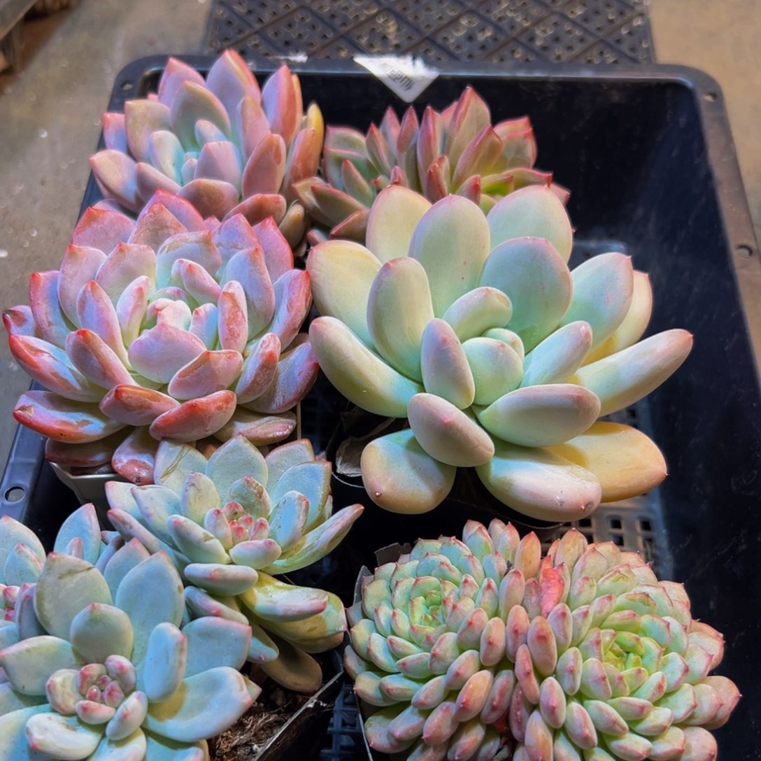 402多肉的我也是一