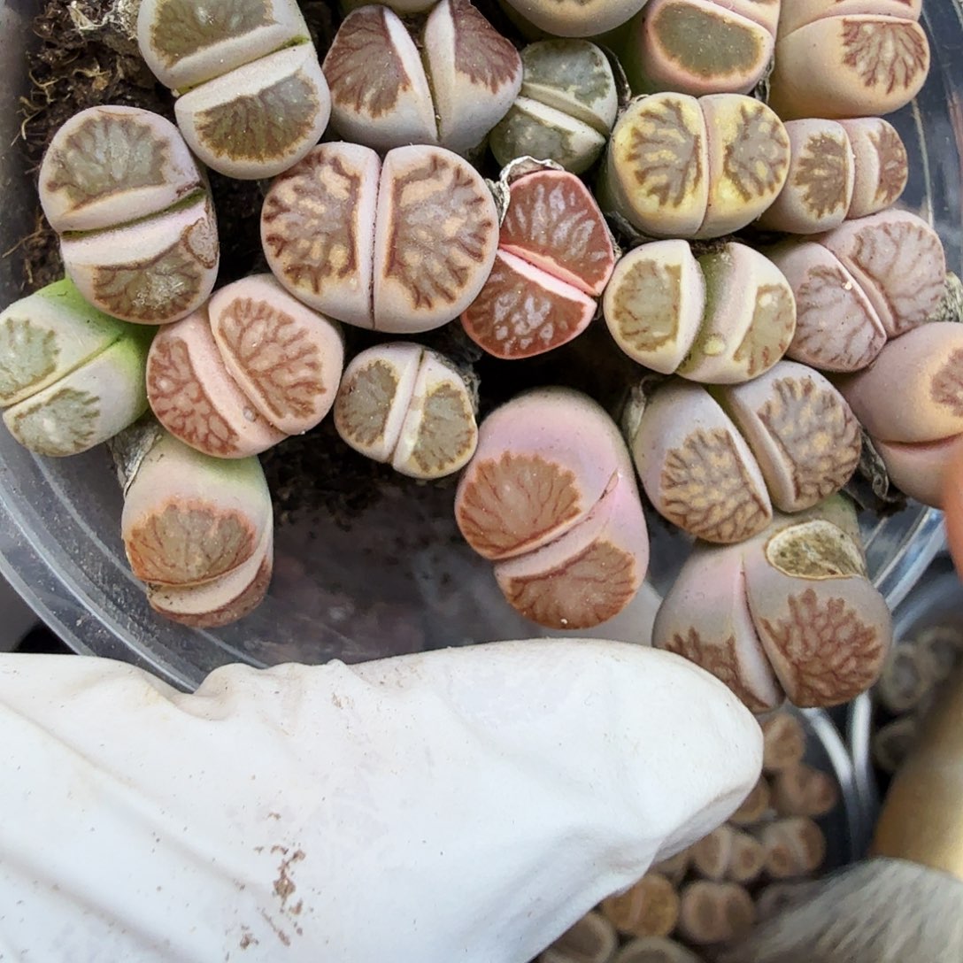 不用我送过去咯的咯170这个