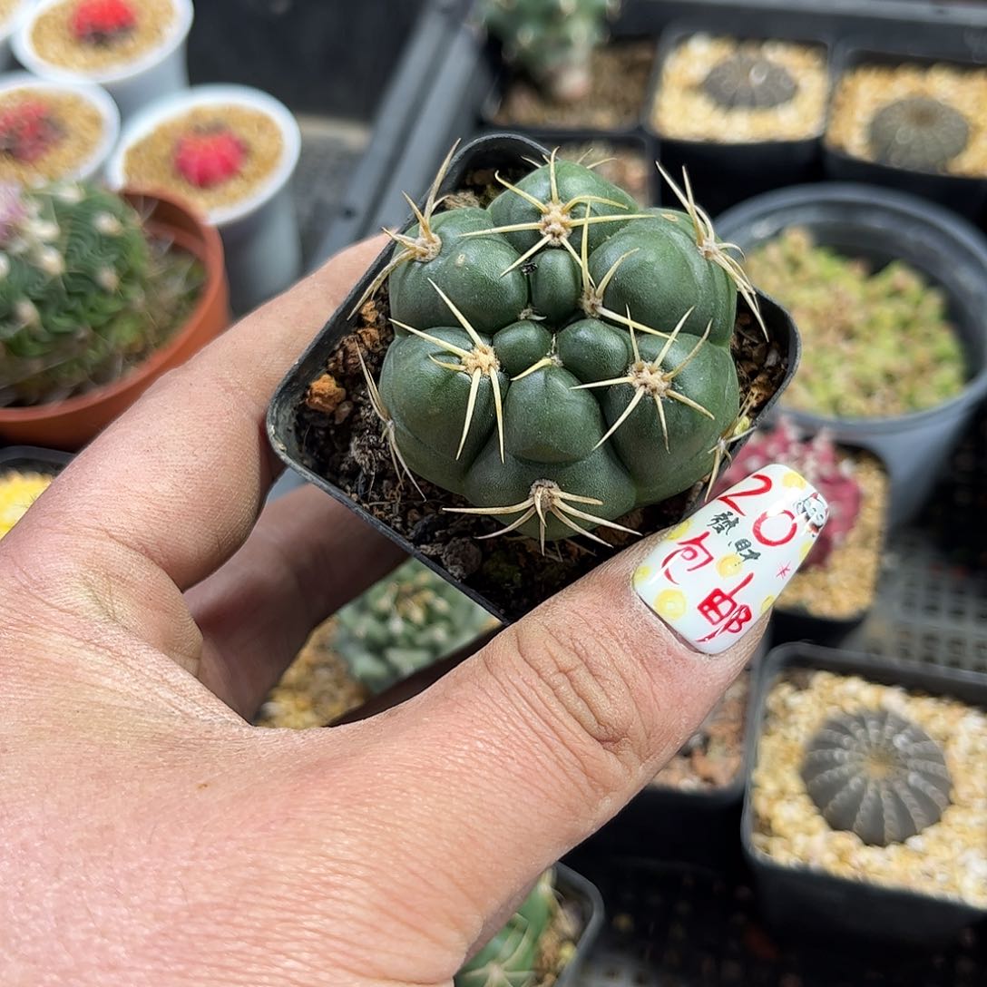 海王单头发货有根发货