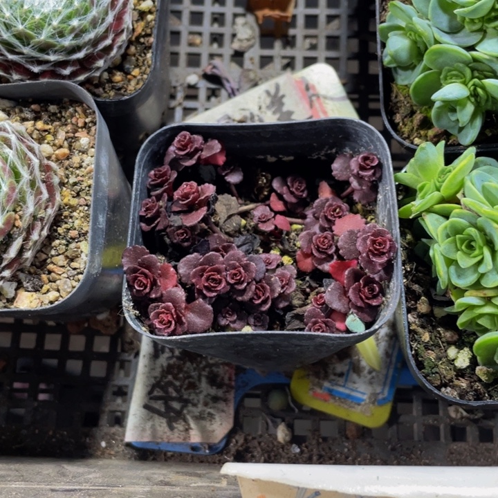 小球玫瑰带哦土发