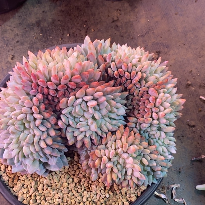 【闪购商品】木*222222