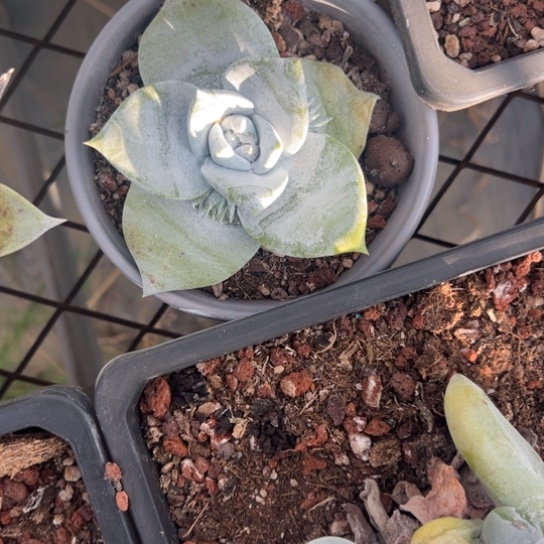 一***～谢谢宝～一物一拍2906