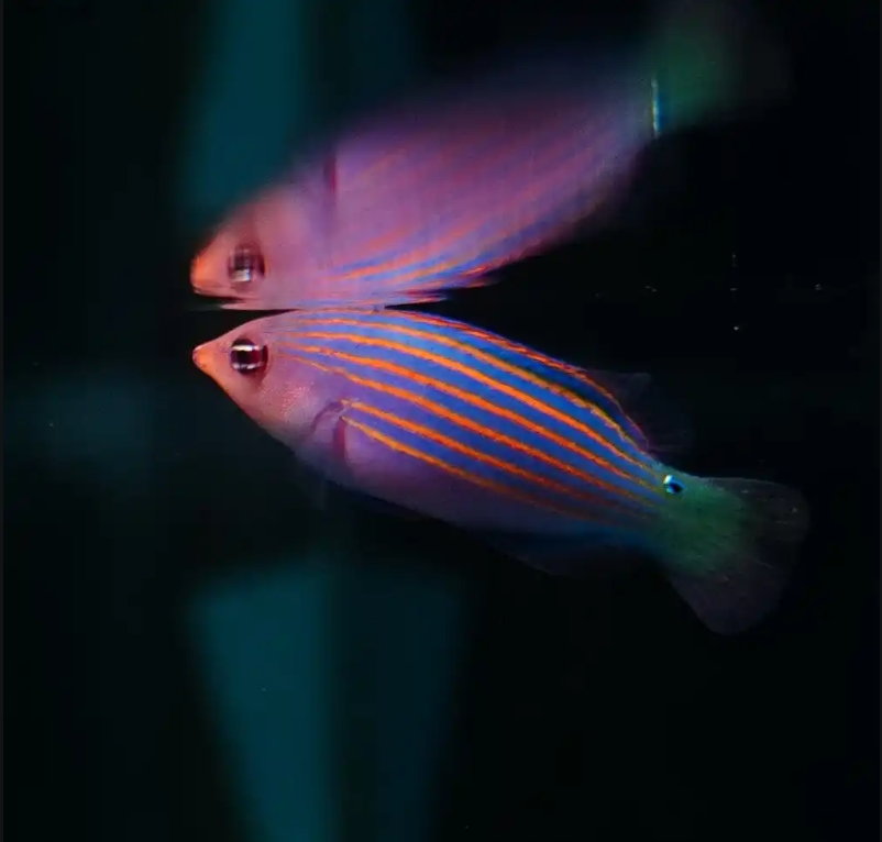 隆头科六线龙海水观赏鱼适合水族饲养