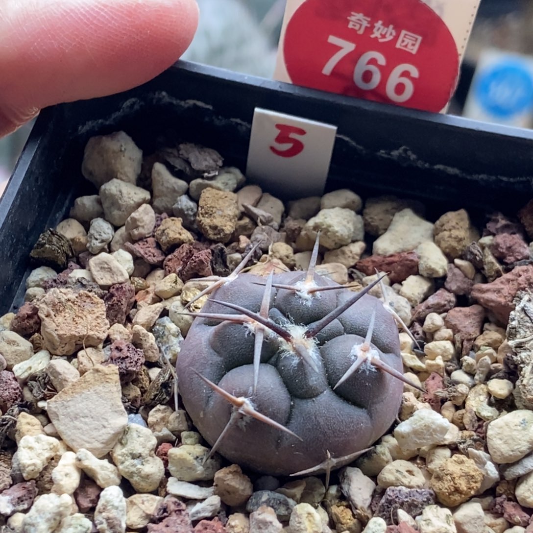 实生豪刺守金摩天龙一颗