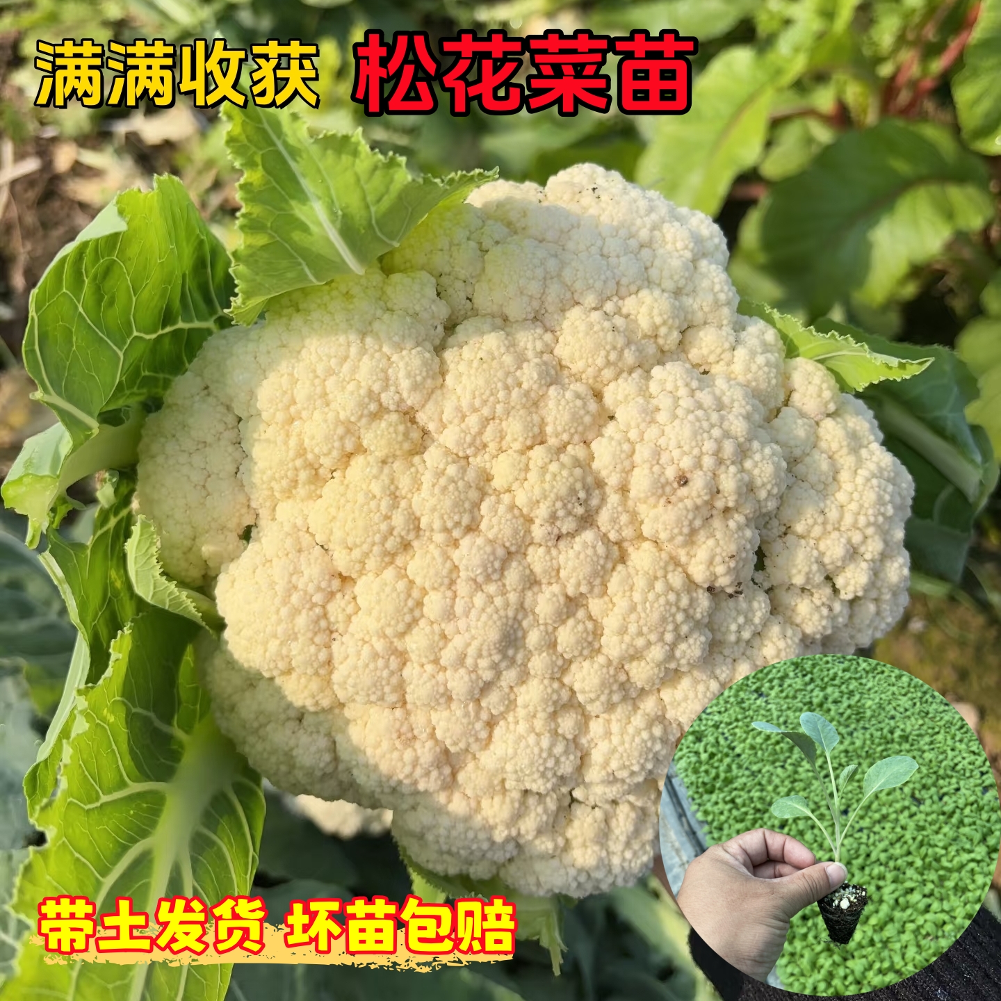 花菜苗西蓝花苗甘蓝苗松花菜苗大头苗包菜苗西兰花苗青梗菜花苗