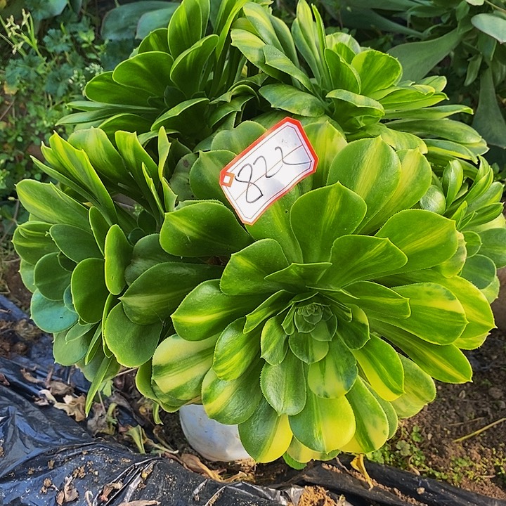 五彩琉璃老桩多头822月