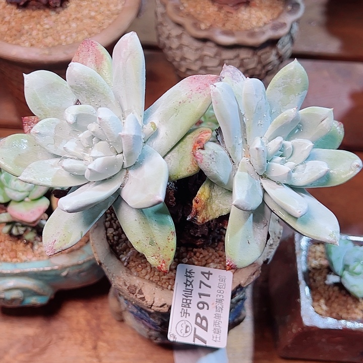 心***凉9174帕翠沙仙女杯多肉