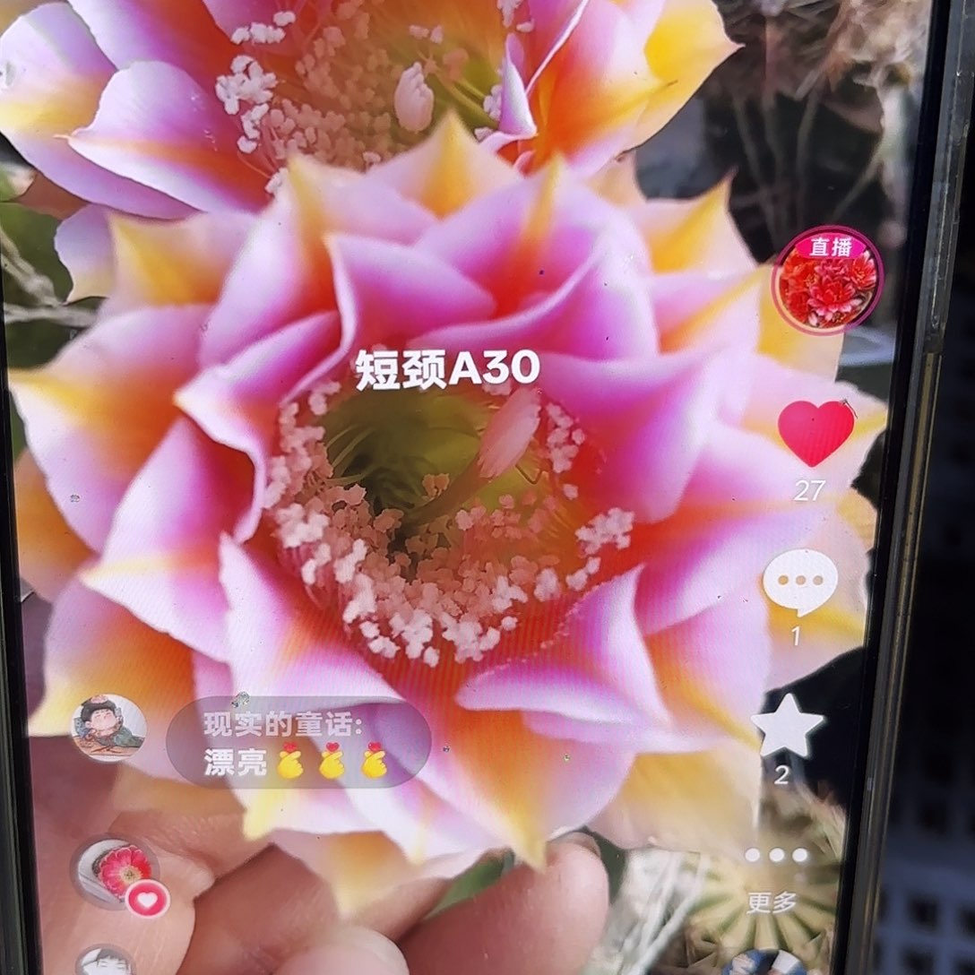 A30彩5 公分侧牙20包邮21