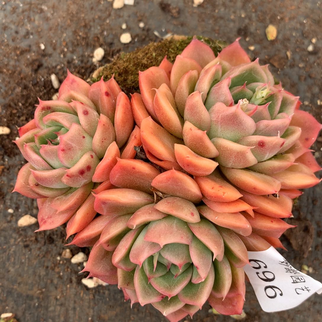 696杂交精品基地9厘米