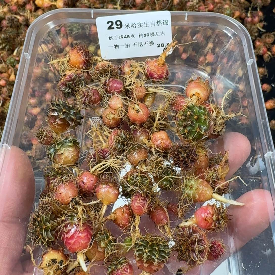 米哈实生自然锦练手球29