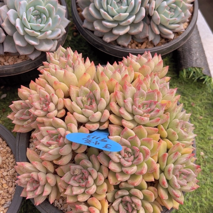 健健康康平平安安