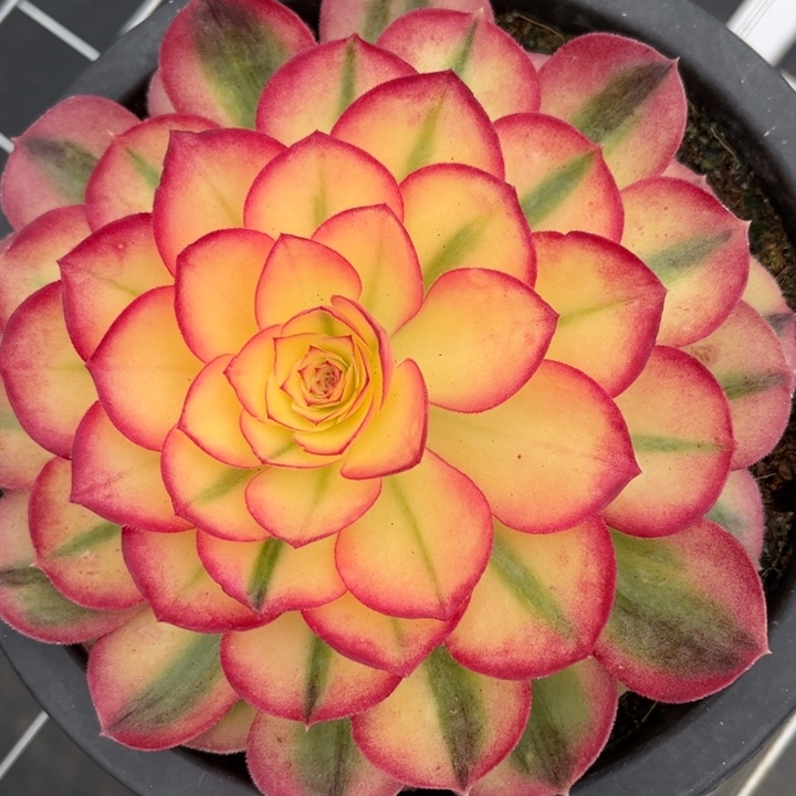 春***雨不开花植物倾城多肉法师单头带崽专拍链接