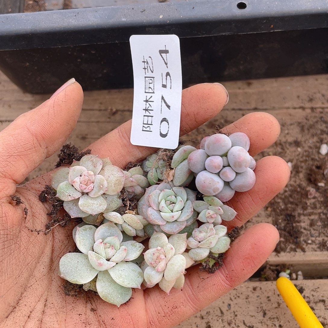 多肉植物多肉植物754