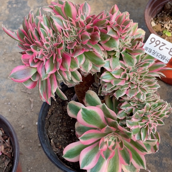 266女巫缀12345678