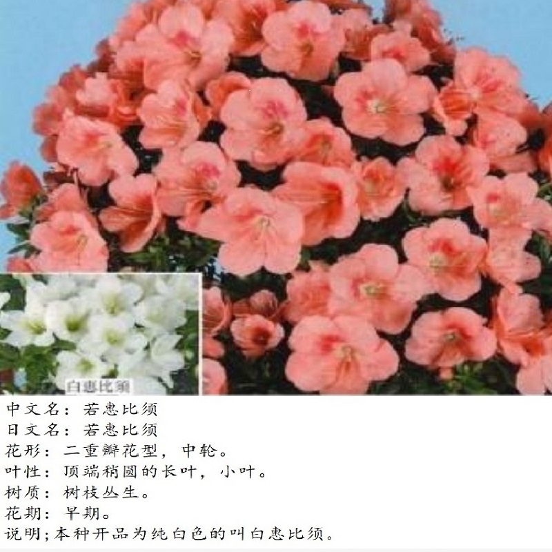 日本皋月杜鹃造型小品盆景微型植物盆栽观花绿植室内阳台稀有花卉