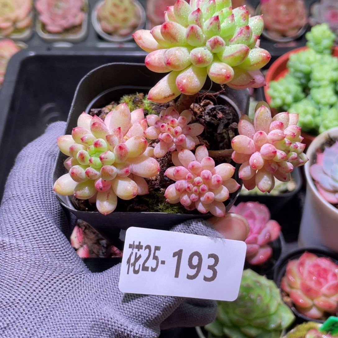 花利美25-193烟花