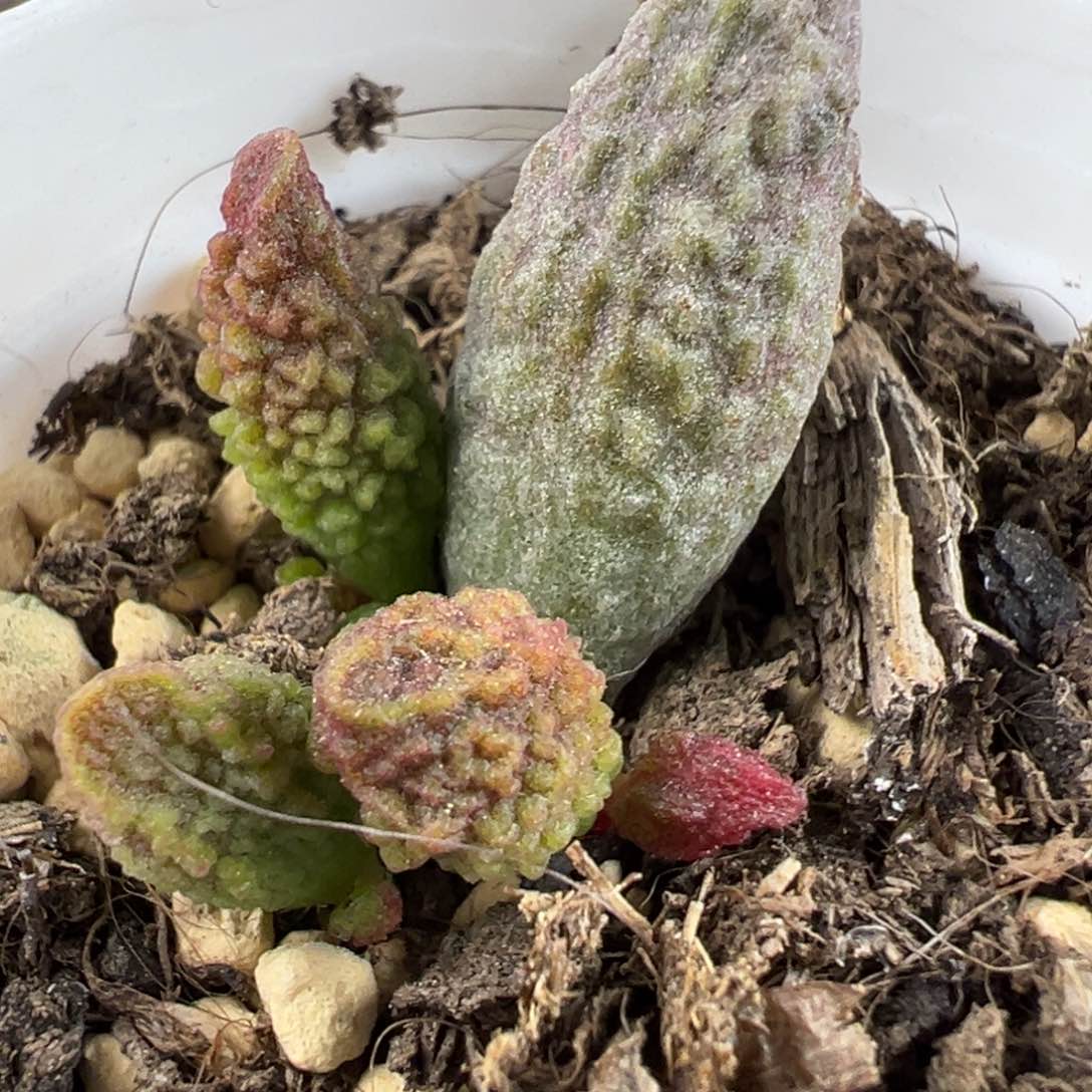 实生底叶苗纹路款多肉植物