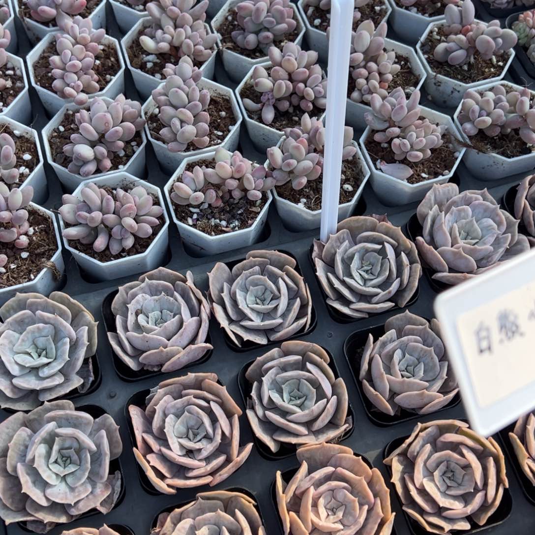 漫威一颗量拍多肉满9.9元包邮