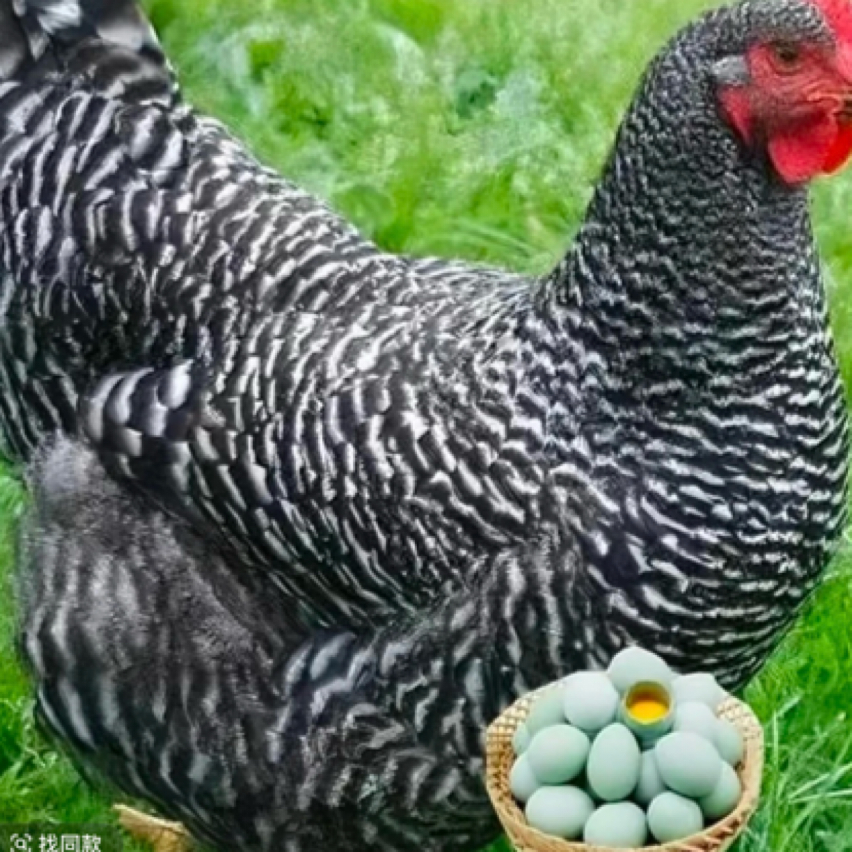 农家散养黑芦花宠物鸡公母绿壳蛋包邮