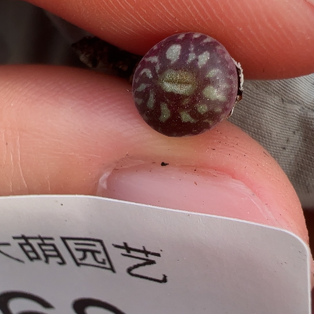 一物一拍。          680