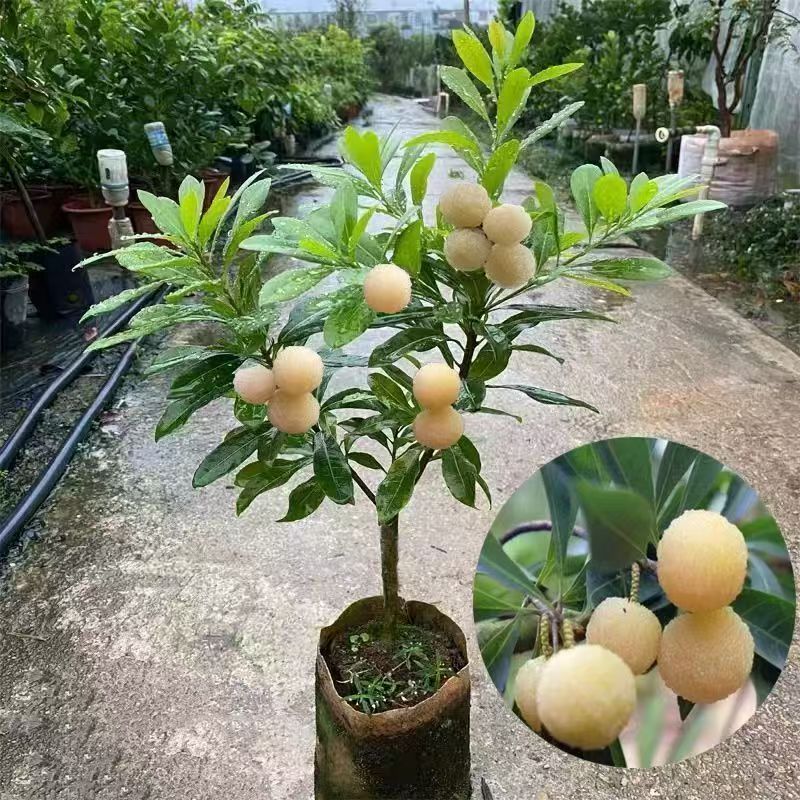 L当年结果南北方耐寒耐热果树水晶东魁杨梅盆栽地栽果树四季庭院