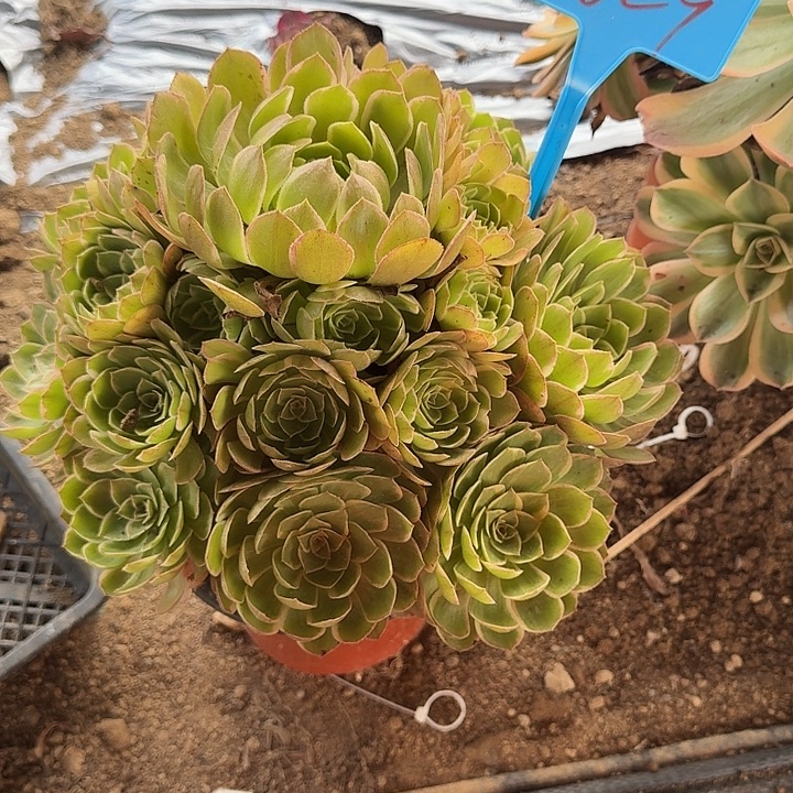 829莲花座哦哦哦哦哦哦哦哦哦哦哦哦