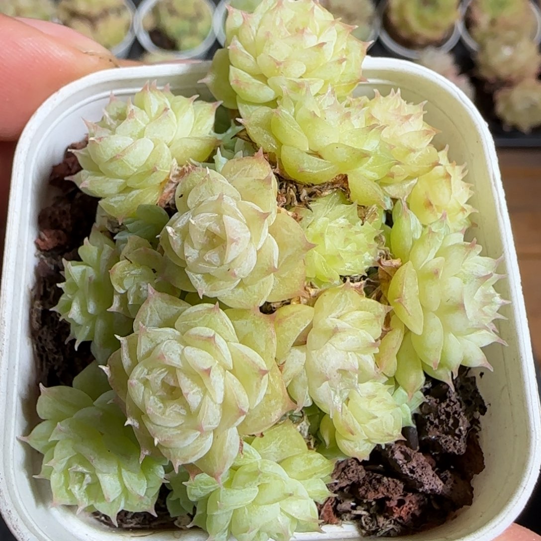 1110-----670麦秆群