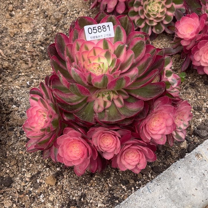 05881荔枝多肉植物