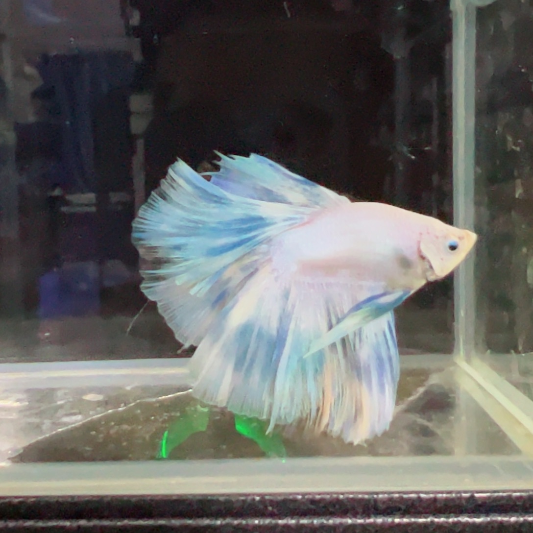 斗鱼浅色特殊尾hhhh