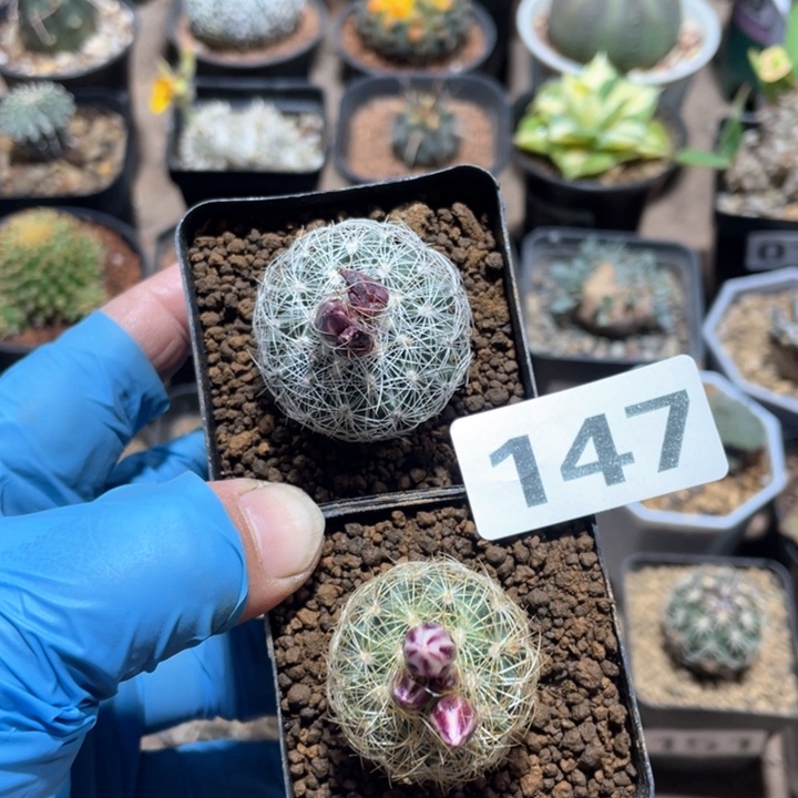 147实生白琥娇丽2颗