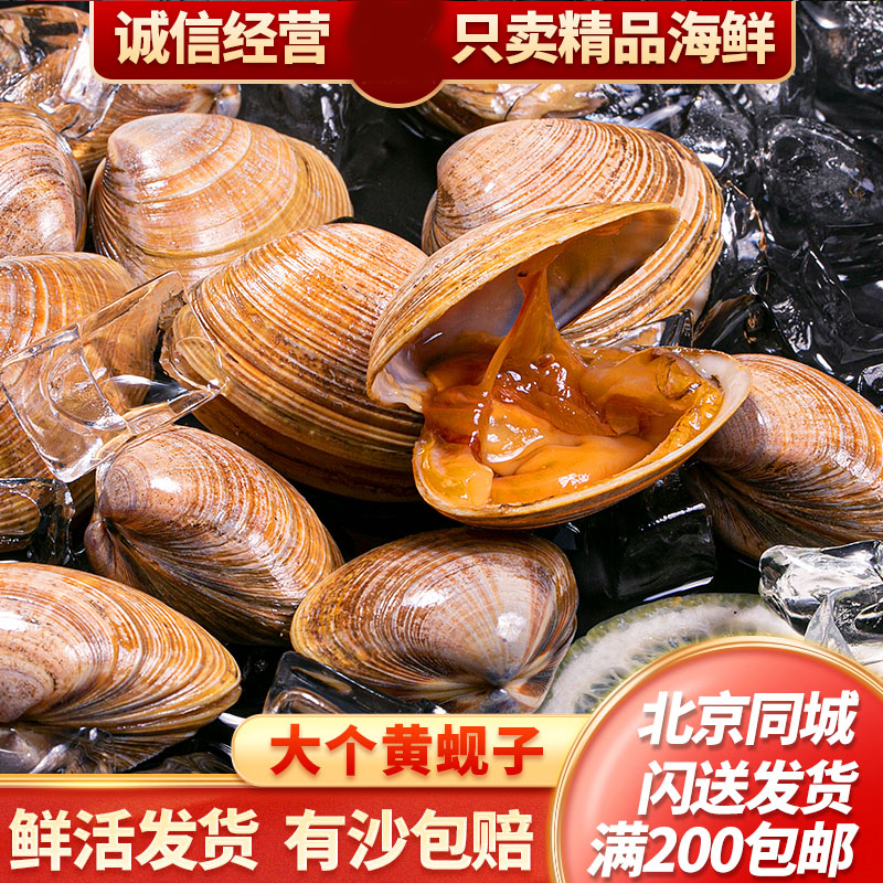 鲜活黄蚬子 个大肉肥 丹东黄蚬子