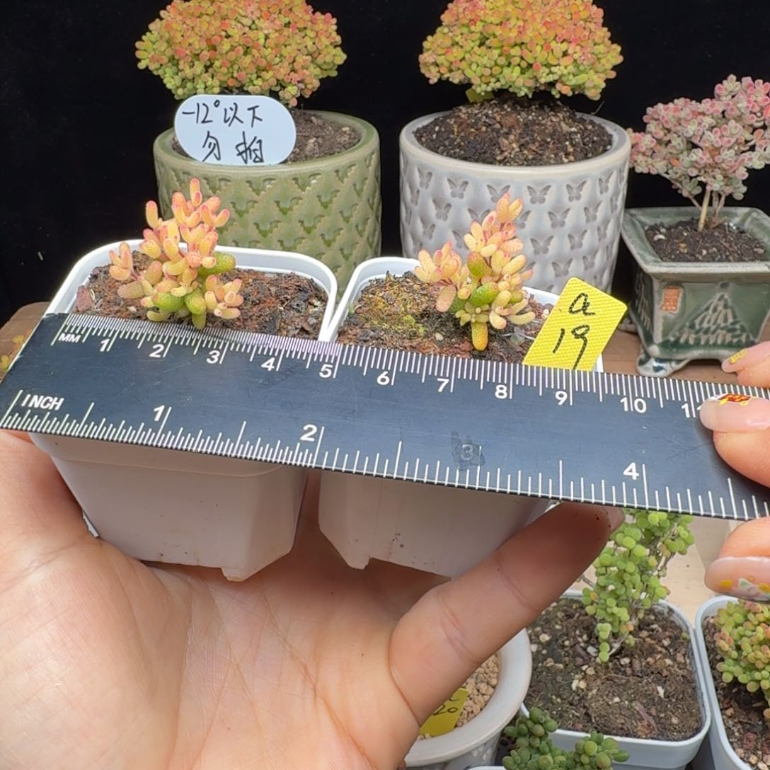 a19号假飞机猪小苗两棵