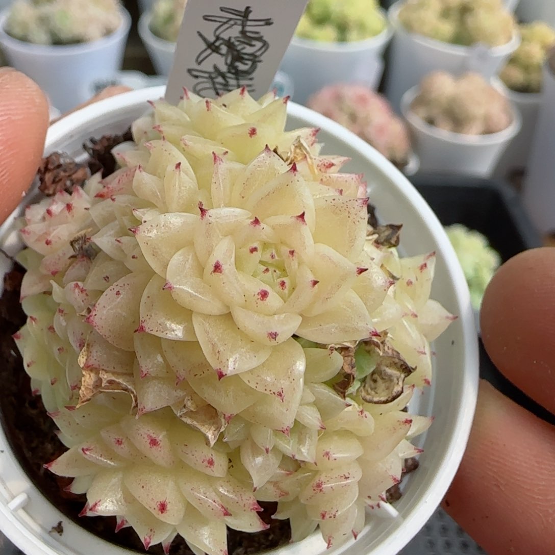 绥*【闪购商品】0305-83（樱花泡泡）