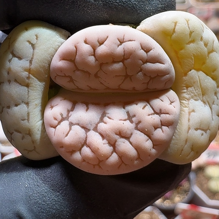 生石花11111111。   396