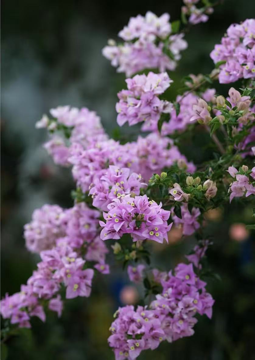 雪紫(三角梅）紫粉白。造型，垂吊，爬藤，场地直销     