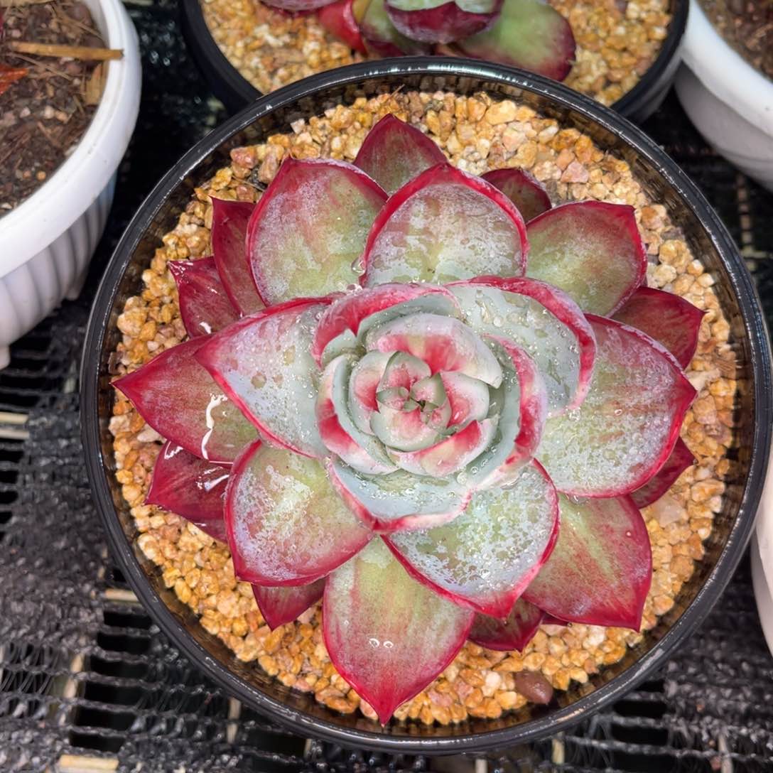 云舍多肉精选编号0114-3