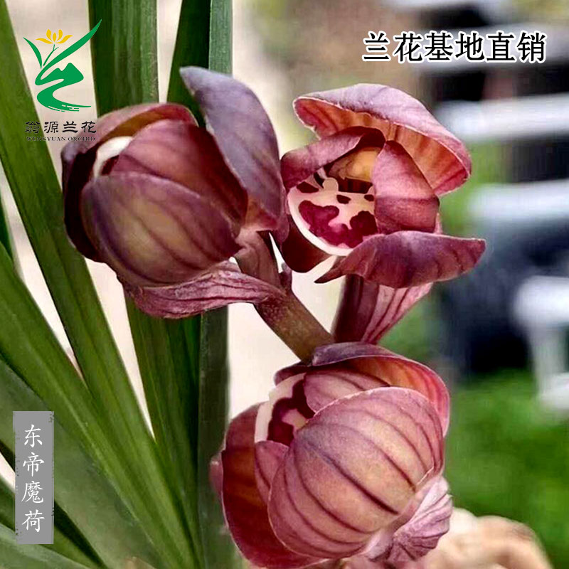 翁源兰花苗正品春剑东帝魔荷矮种圆荷型花带花香好养室内桌面盆栽