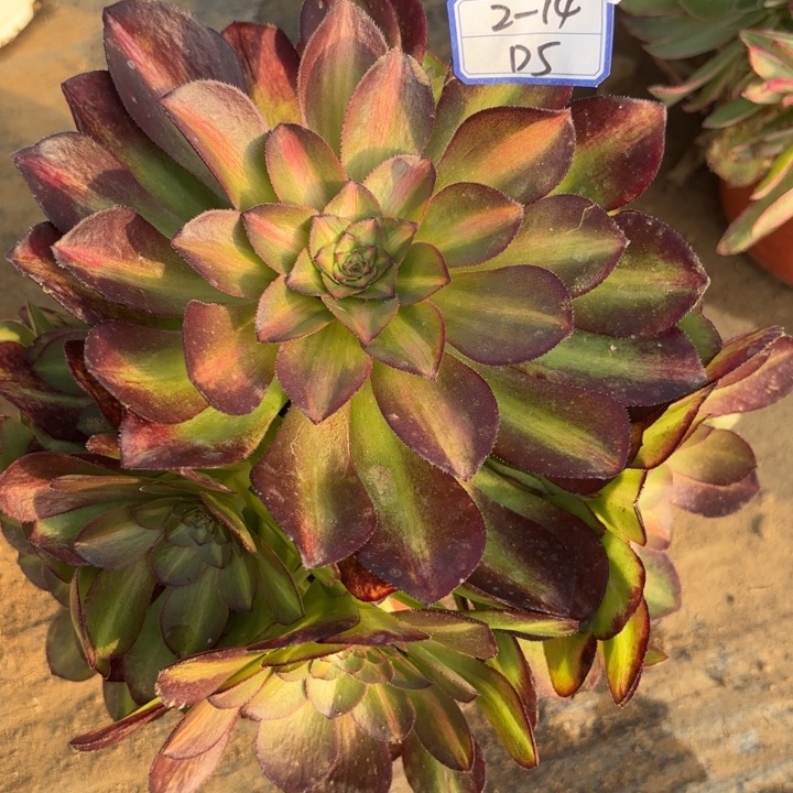 抹茶多肉断枝不包5