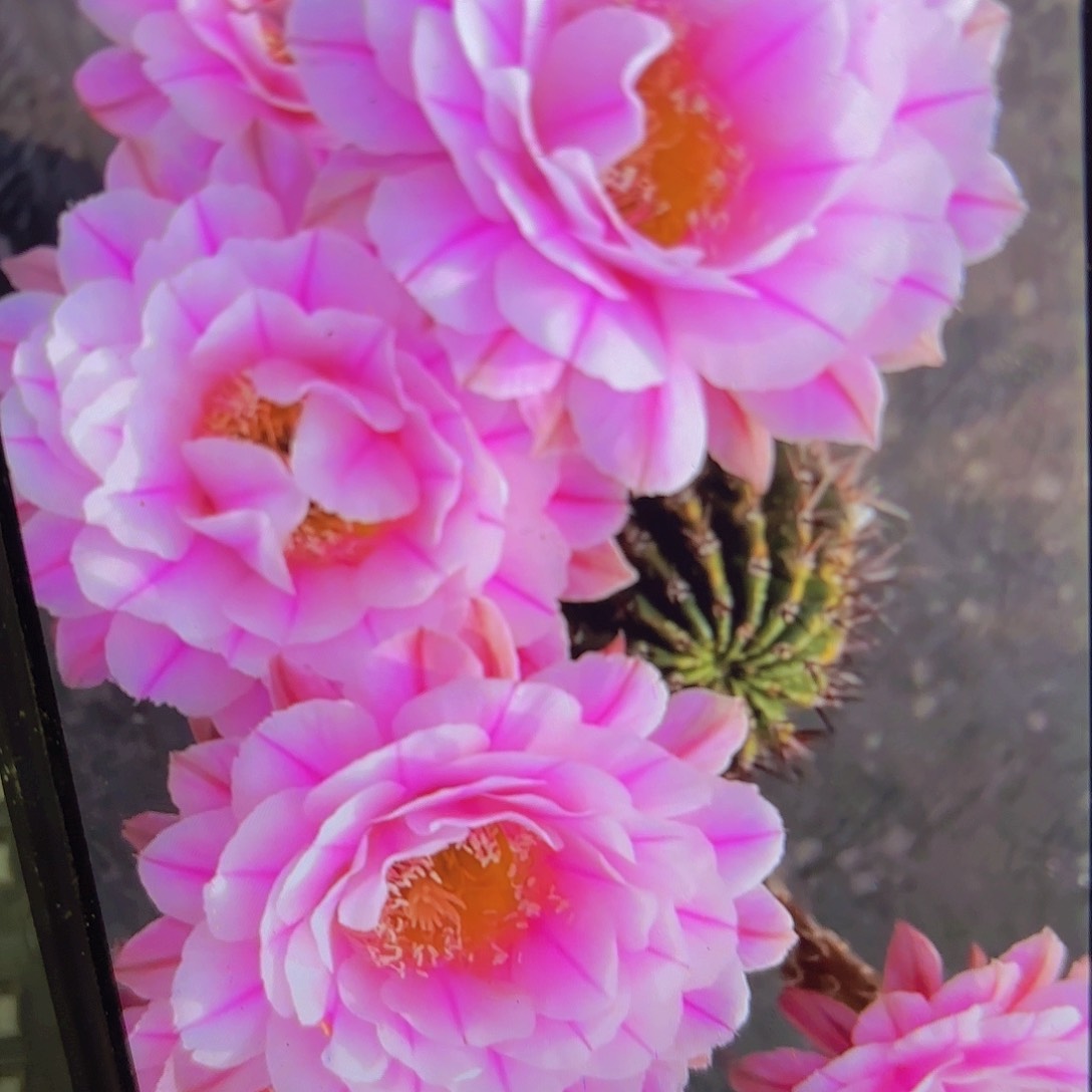 一路莲花彩侧牙20包邮仙人球35