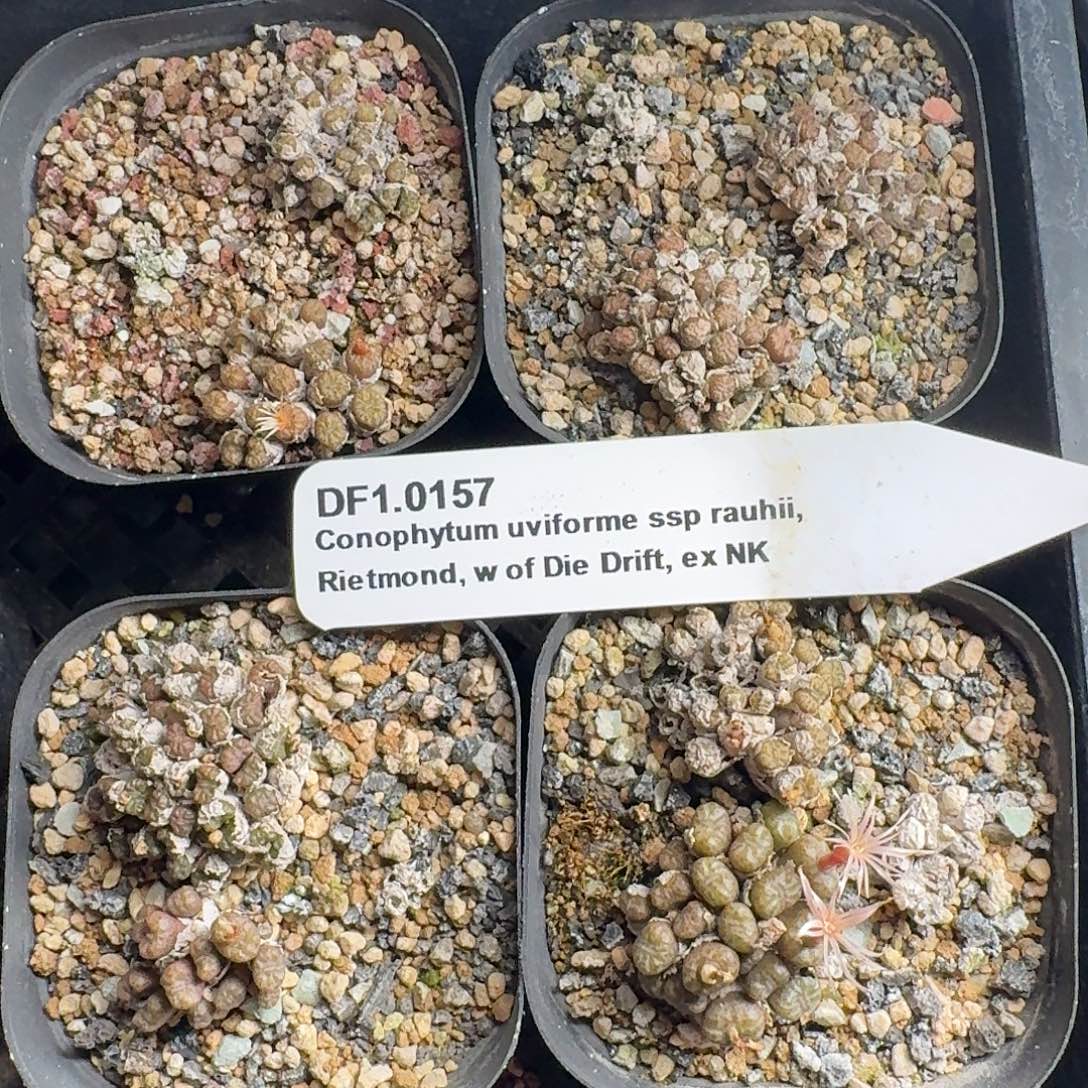 1.0157肉锥整盆脱土四盆