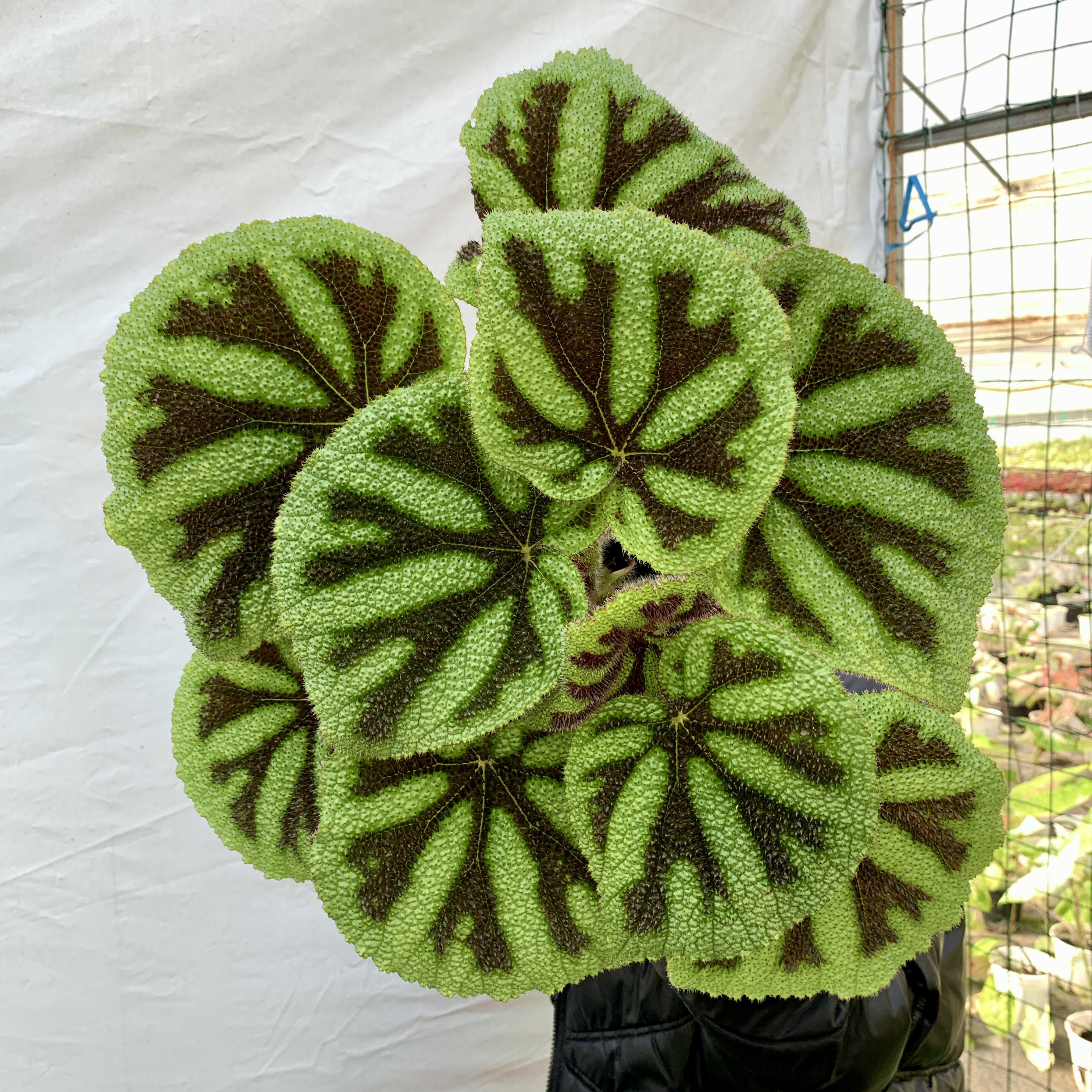 铁甲秋海棠盆栽室内观叶绿植