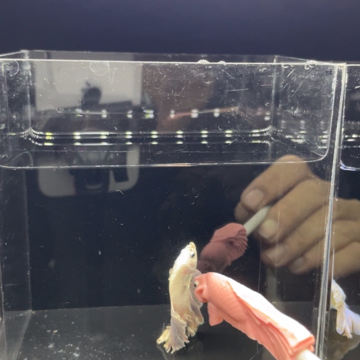 ****⋆斗鱼哈哈哈哈哈哈哈啊，