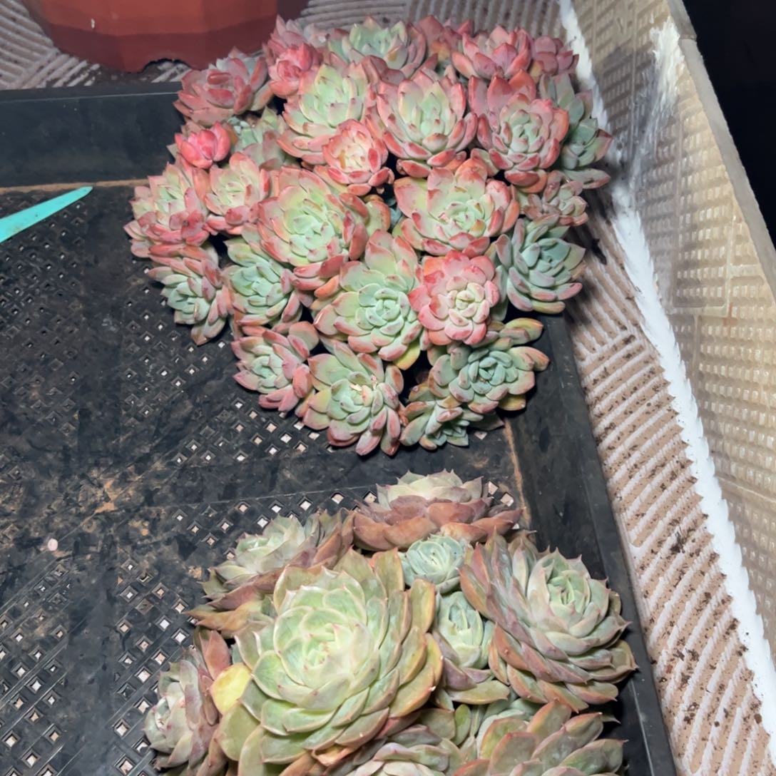 李老大多肉植物群生