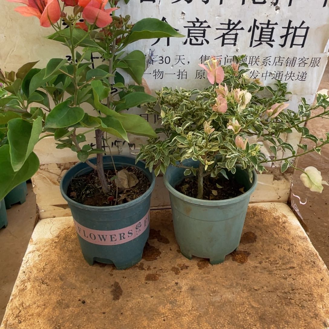 当前无花朵，栽培后可花朵2h2