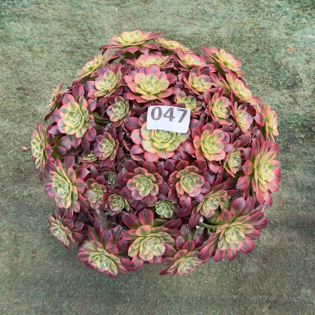 047！安娜法师多肉植物