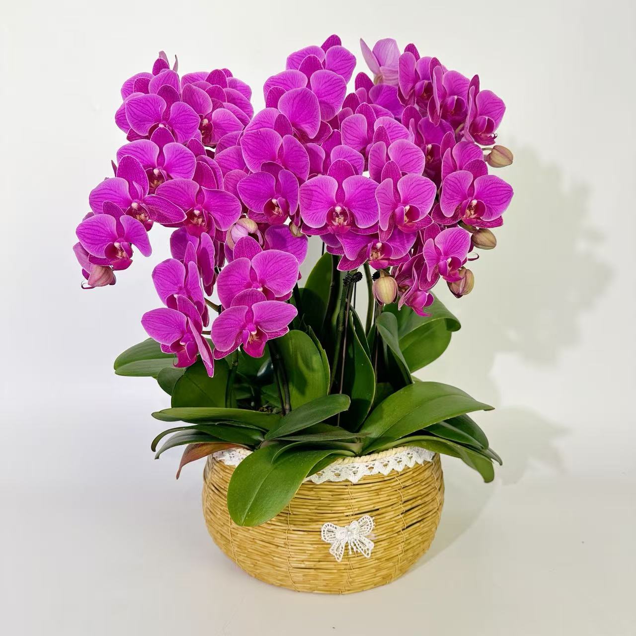 【红星高照】蝴蝶兰花卉绿植年宵花乔迁送礼佳品